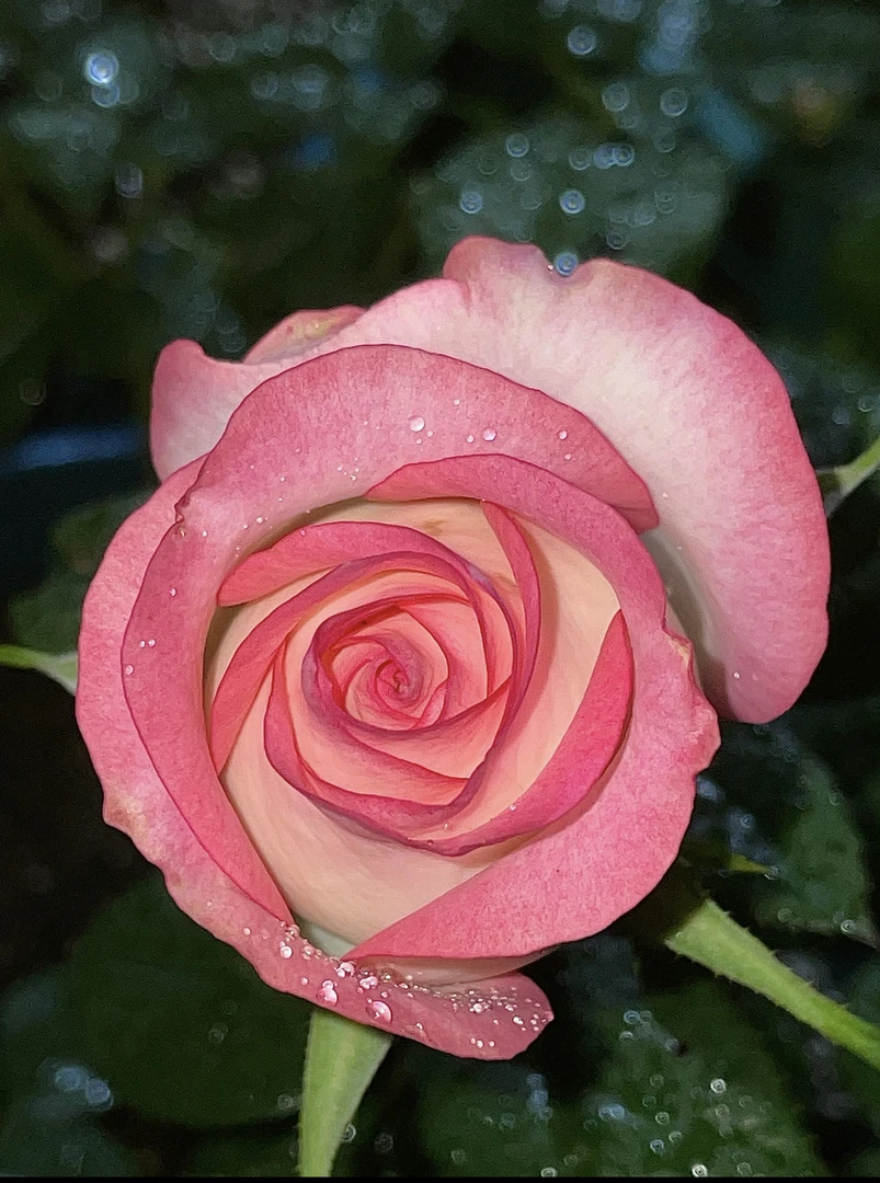 【艾莎 老桩带笋芽发货 没有花苞】【红苹果】四季开花 庭院阳台