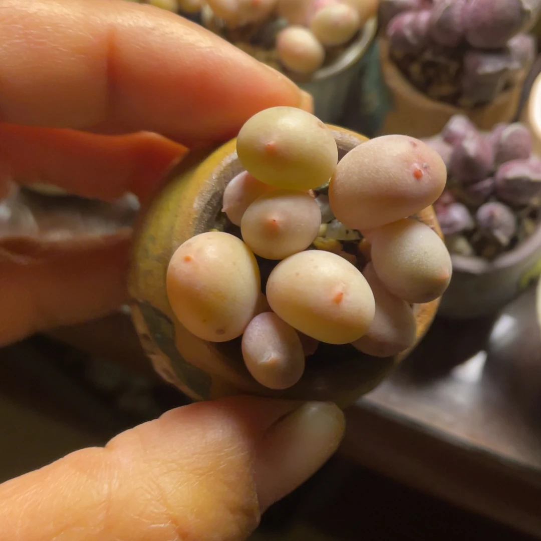 韩国正版彩虹奶三个