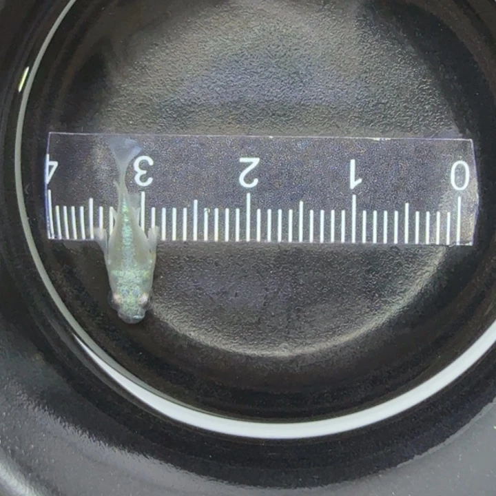 青鳉鱼天使球球55号