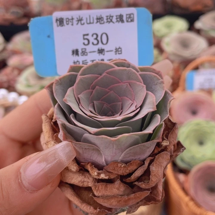 山地玫瑰530裸根发货不售后