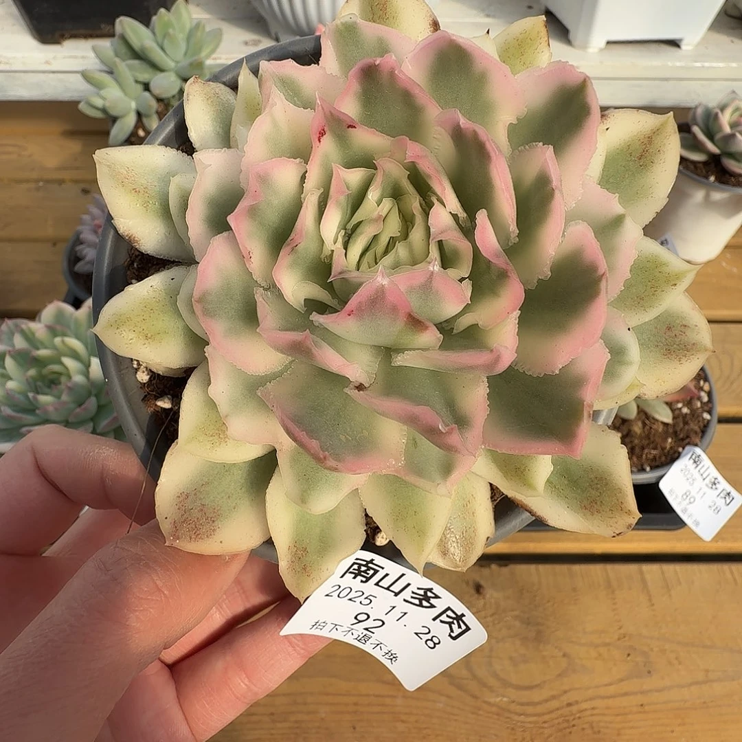 紫蝴蝶锦1111128-92