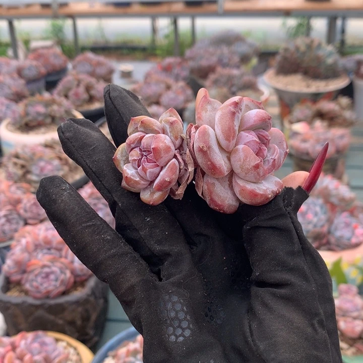 双头福利花花花花