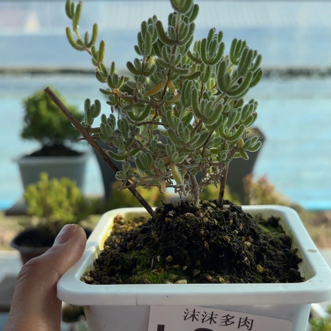 885大冰橙枝干福利哦