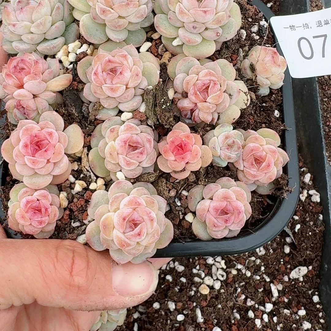 杂交新品珍妮多肉72