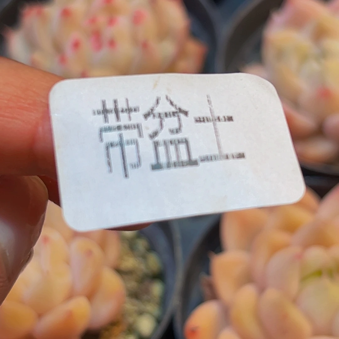 我***去905多肉葡萄的味道是真的