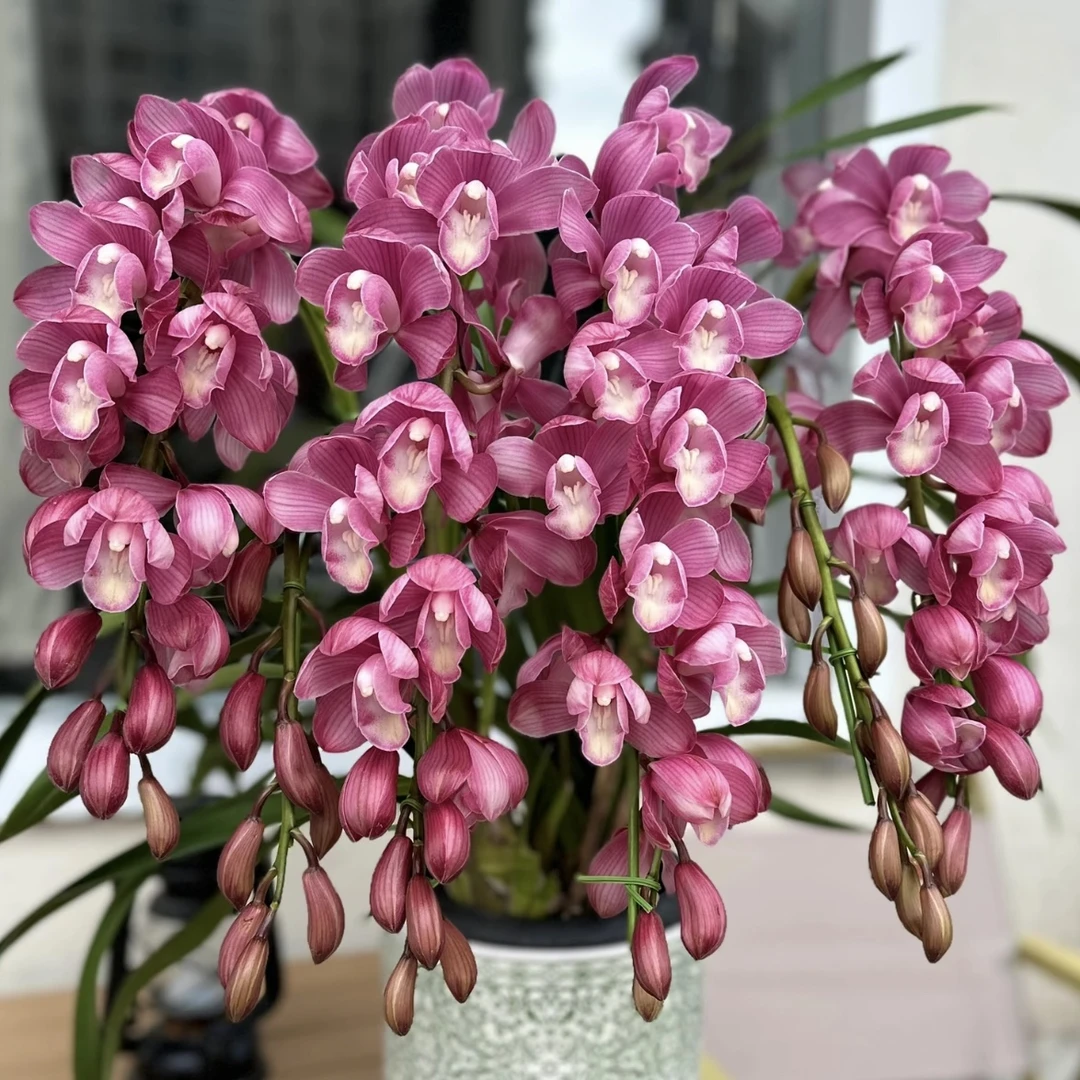 1431【双A直兰】大花蕙兰年宵花盆栽花卉多年生室内阳台易养护