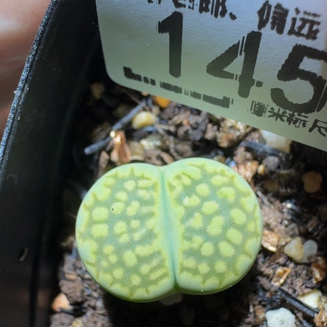 zzZzz生石花肉锥145