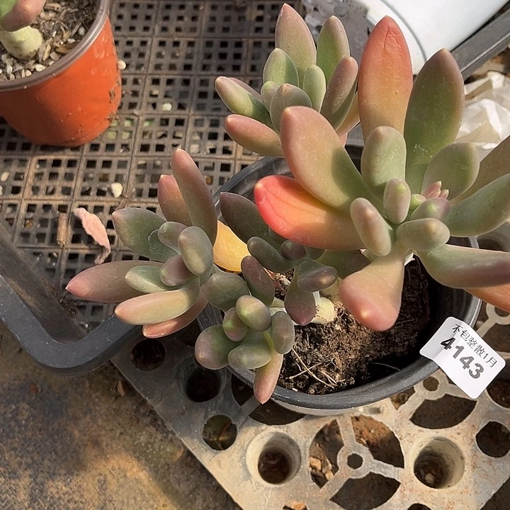 阿雅园艺。       4143芒果奶