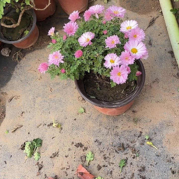 福***生无花朵25菊花菊花家