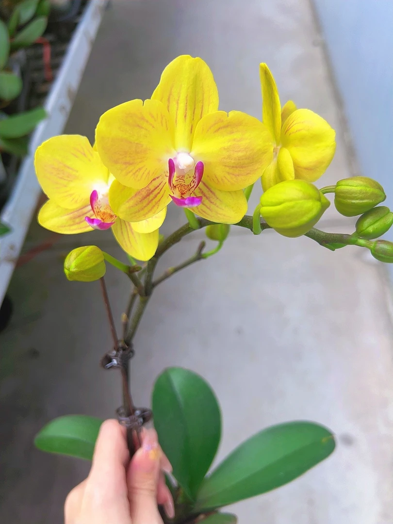 【好吉利06】2.8寸金黄色中花型蝴蝶兰带花带花苞发货