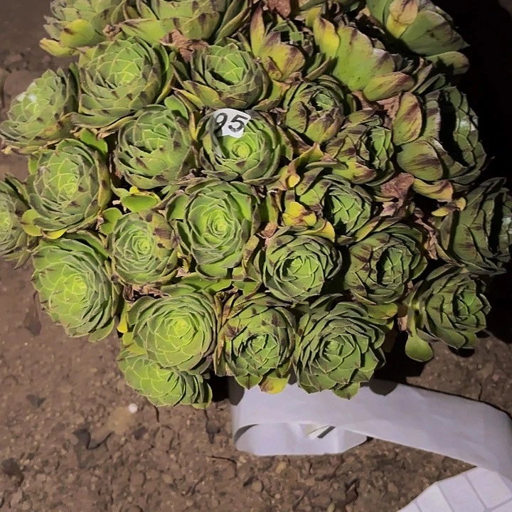 795皇冠多肉植物不售后