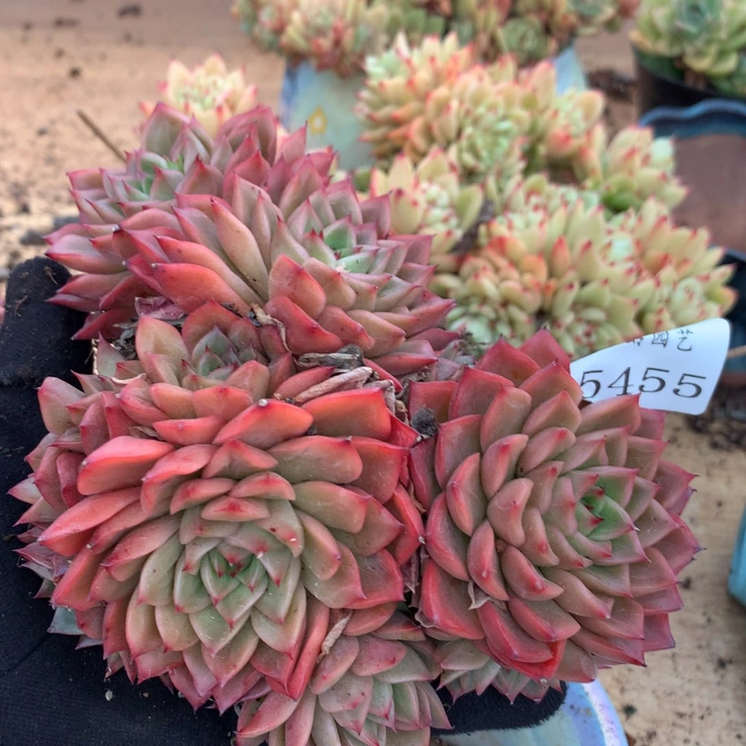 5455杂交多肉老桩