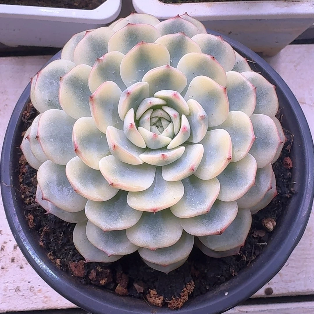 姬莲锦满38包邮哈