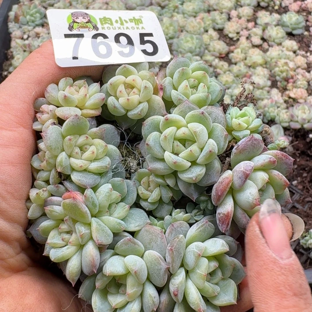 多肉植物多肉植物