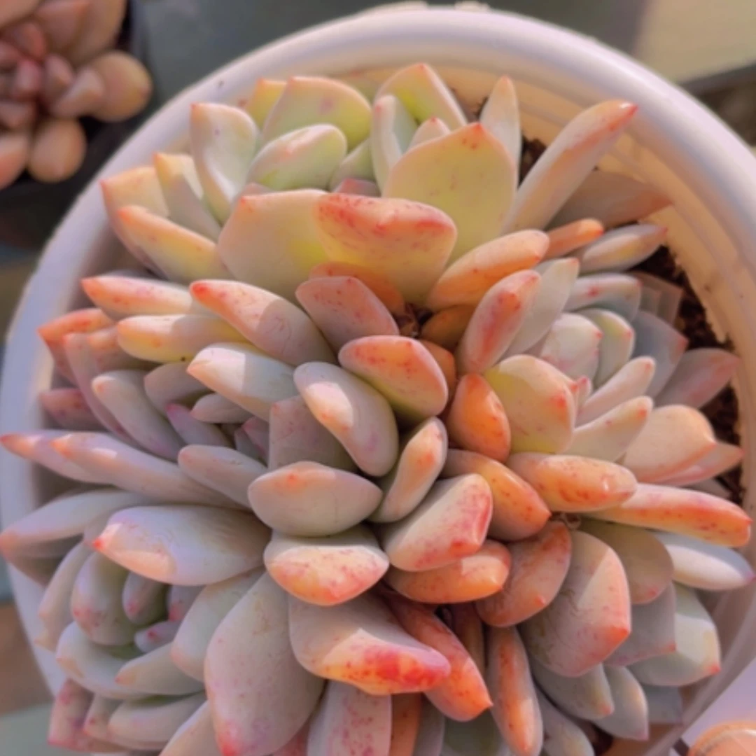 【闪购商品】橙梦露朵朵20259