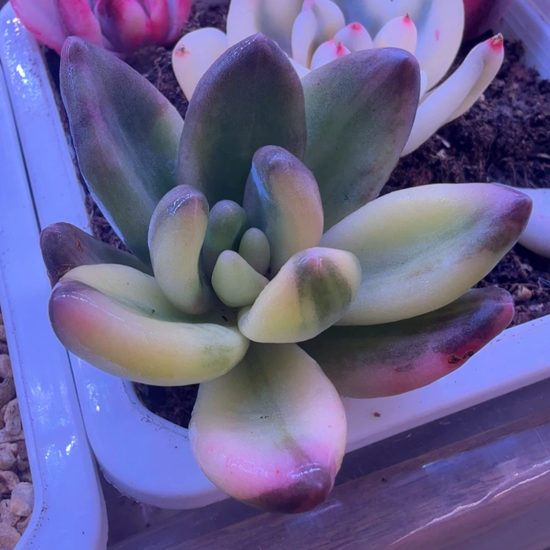 紫丽殿美人锦 多肉植物