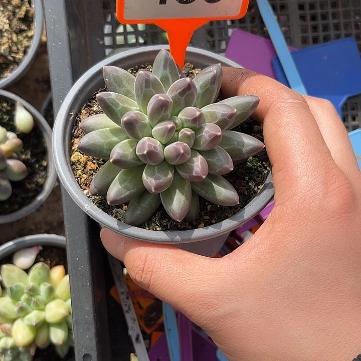 多肉植物申公豹439