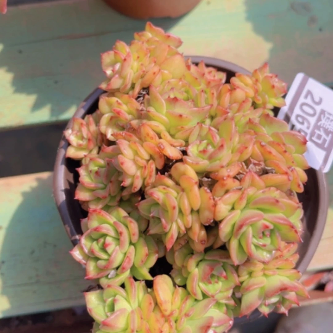【闪购商品】蜡牡丹2065