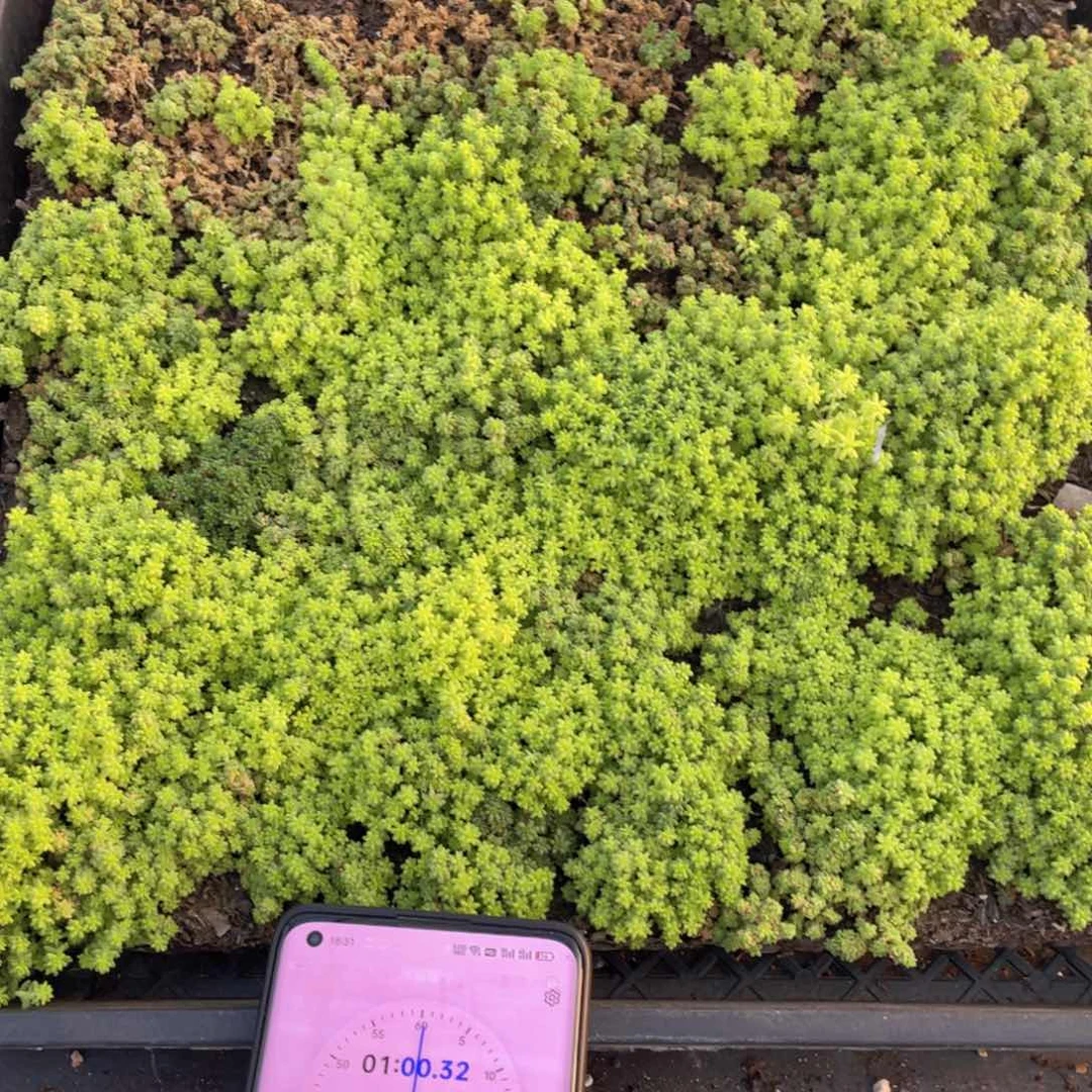 胖****肥云糖心多肉植物536