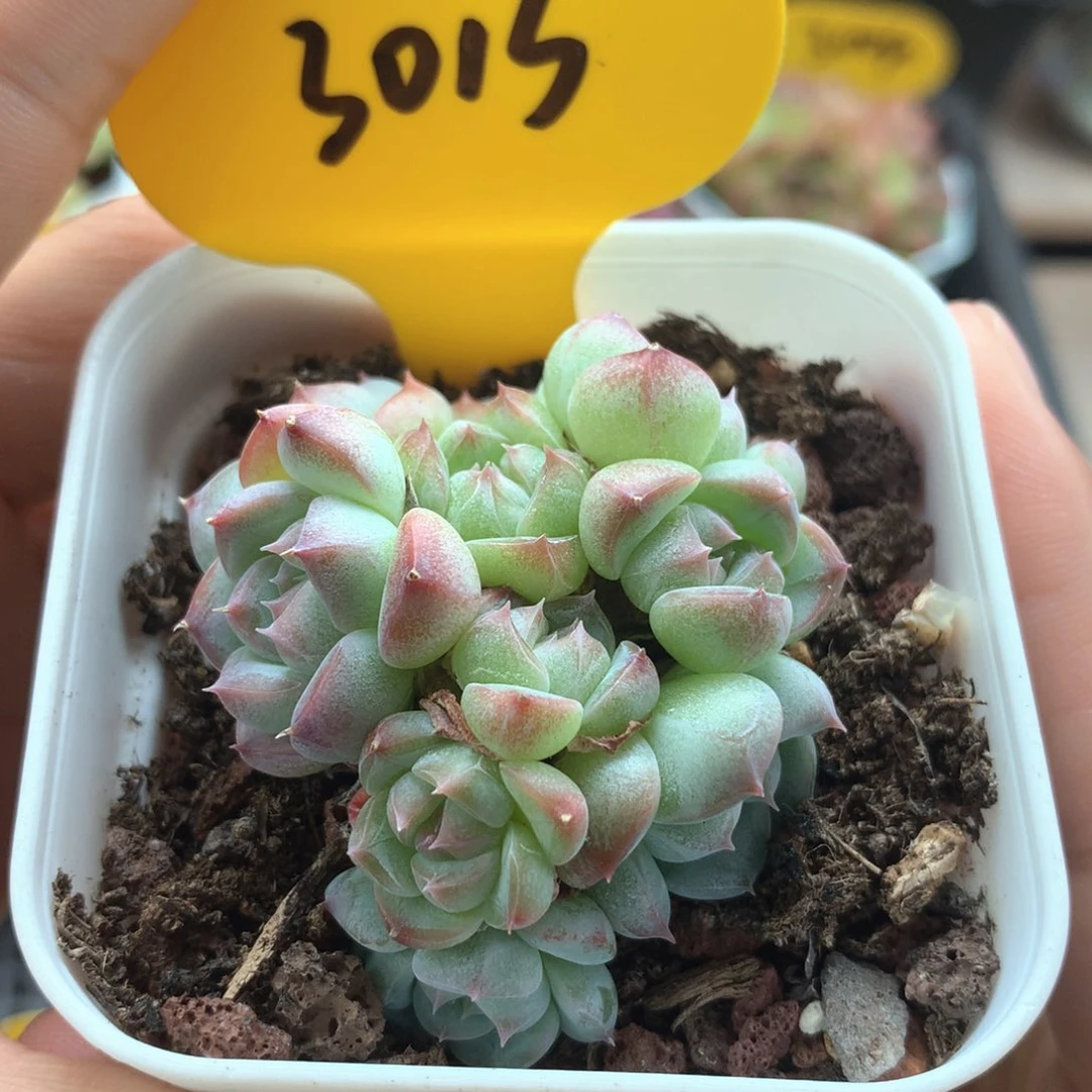 10头白透暗纹珍妮群3013