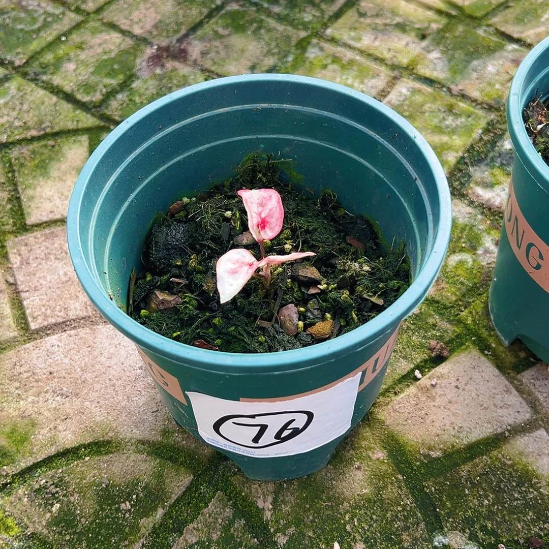 卡***二完全开放一物一拍76