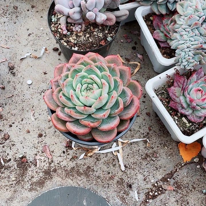 红鸾18.8一盆654548484886