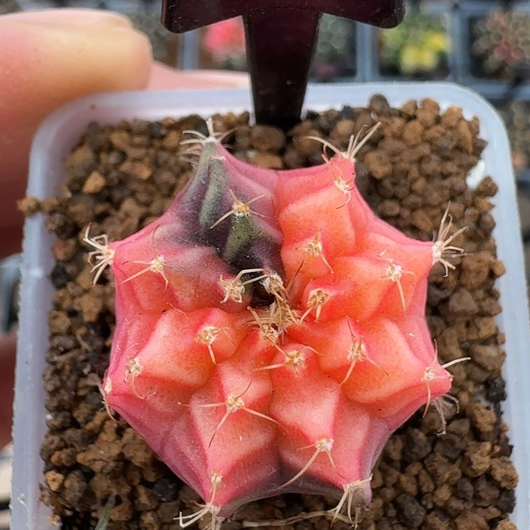 米哈实生自然锦原盆发30