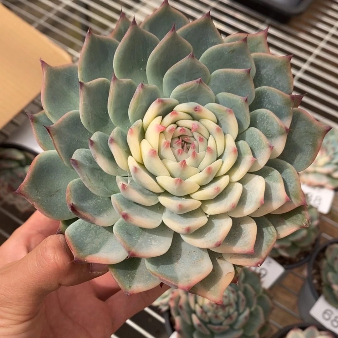 吉娃娃锦多肉植物6848