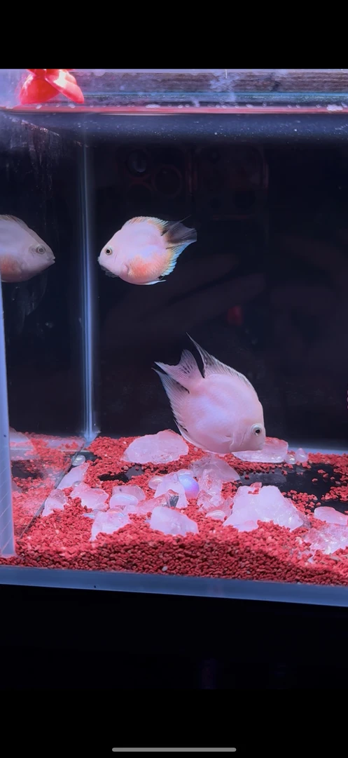 精品迷你鹦鹉鱼胭脂粉