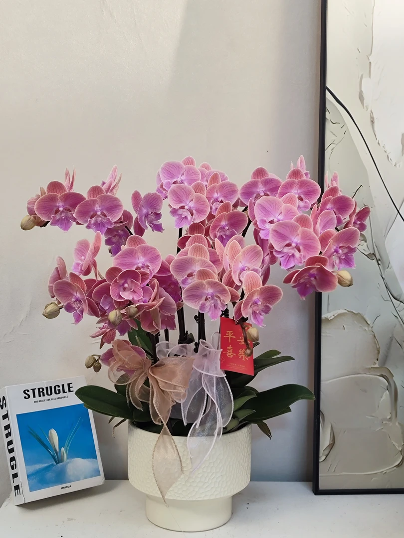 蝴蝶兰【唯美】真花 秋冬耐寒花卉 四季开花 多样性发货