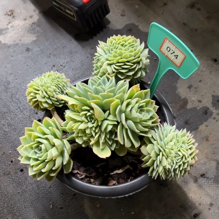 笑****李三色锦多肉植物074