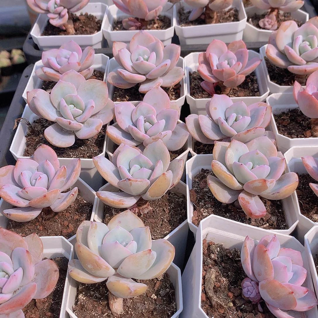 小韩奶茶245678990000