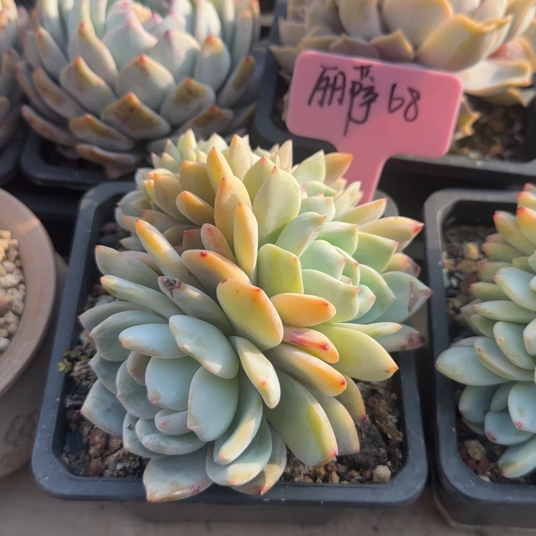 橙梦露缀化五十包邮