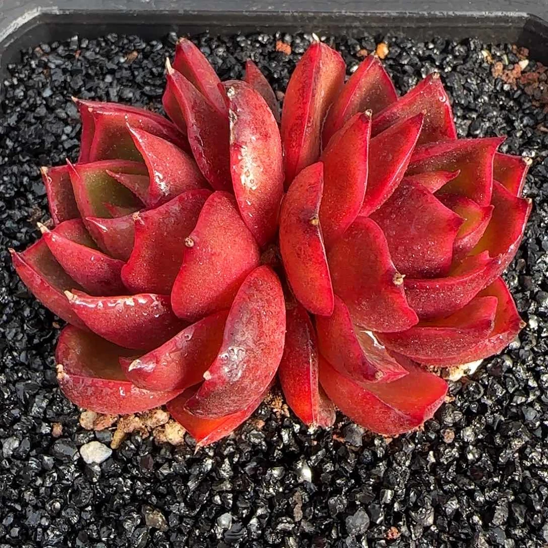 从前慢花园精选双头红灯