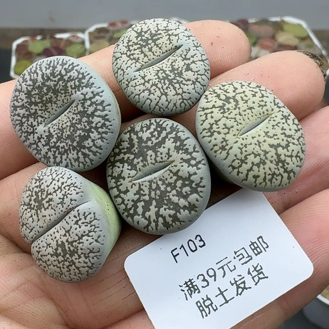 103多肉哈哈哈哈哈哈哈哈