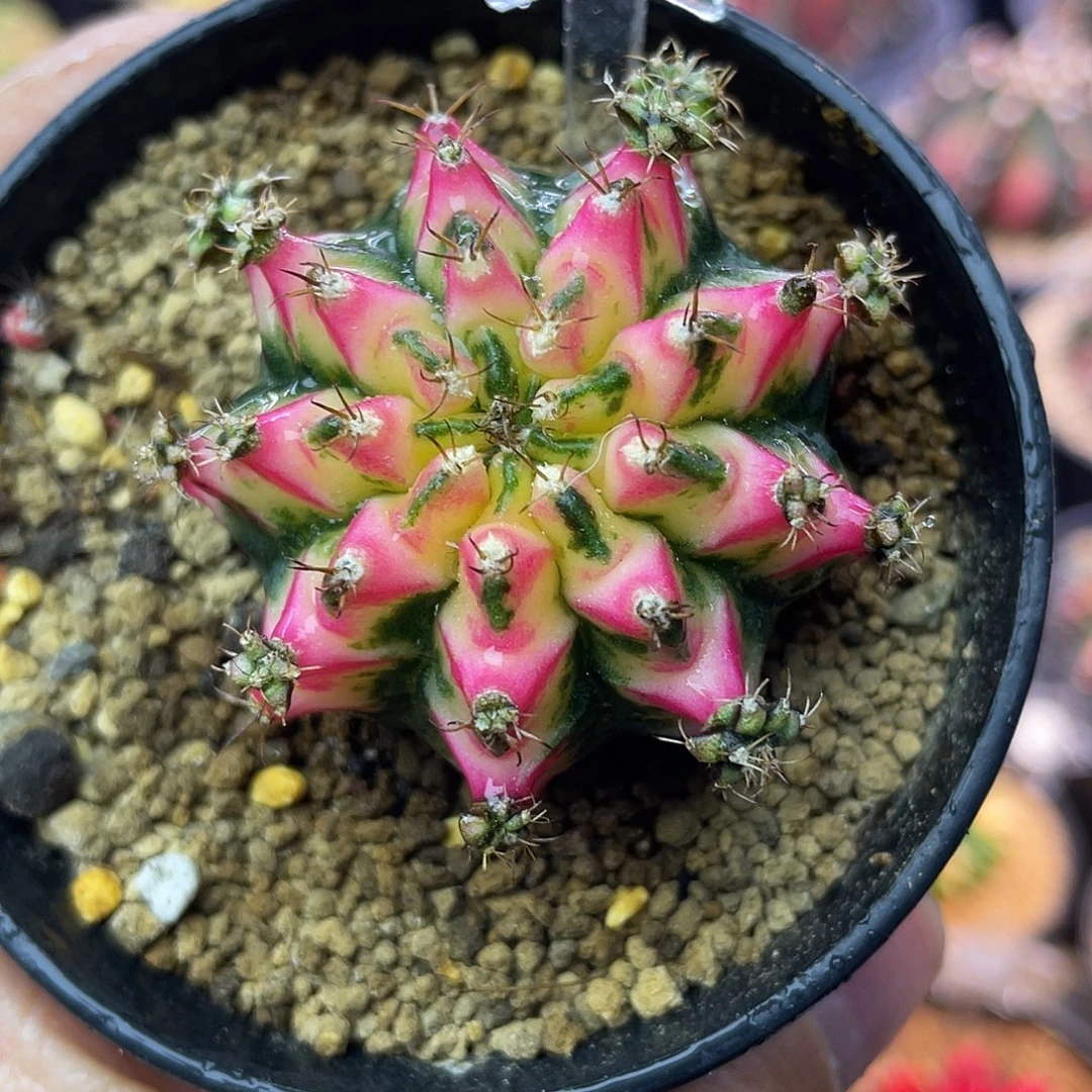 1-184米哈锦好彩4.3厘米