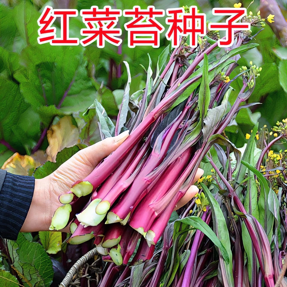 【红菜苔种子】红菜心种子紫油菜芯种子秋冬播盆栽农家种植蔬菜种子