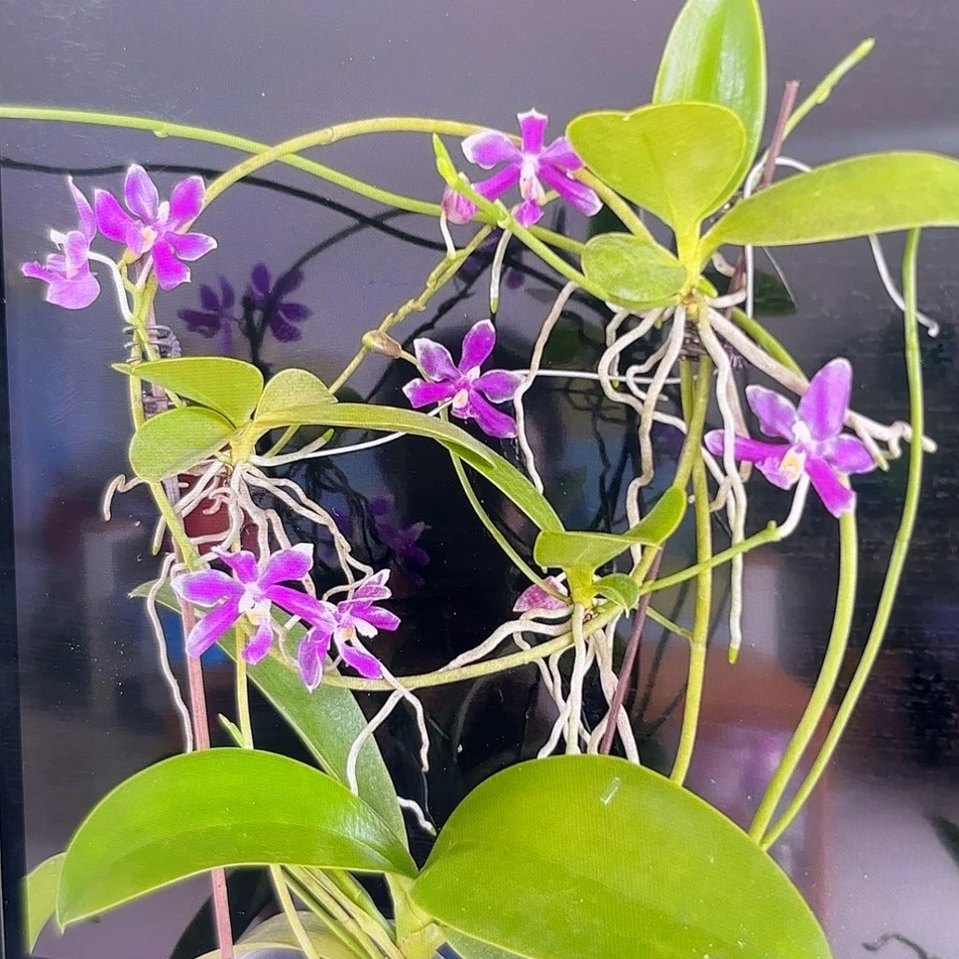 当前无花栽培后可以开花博古拉