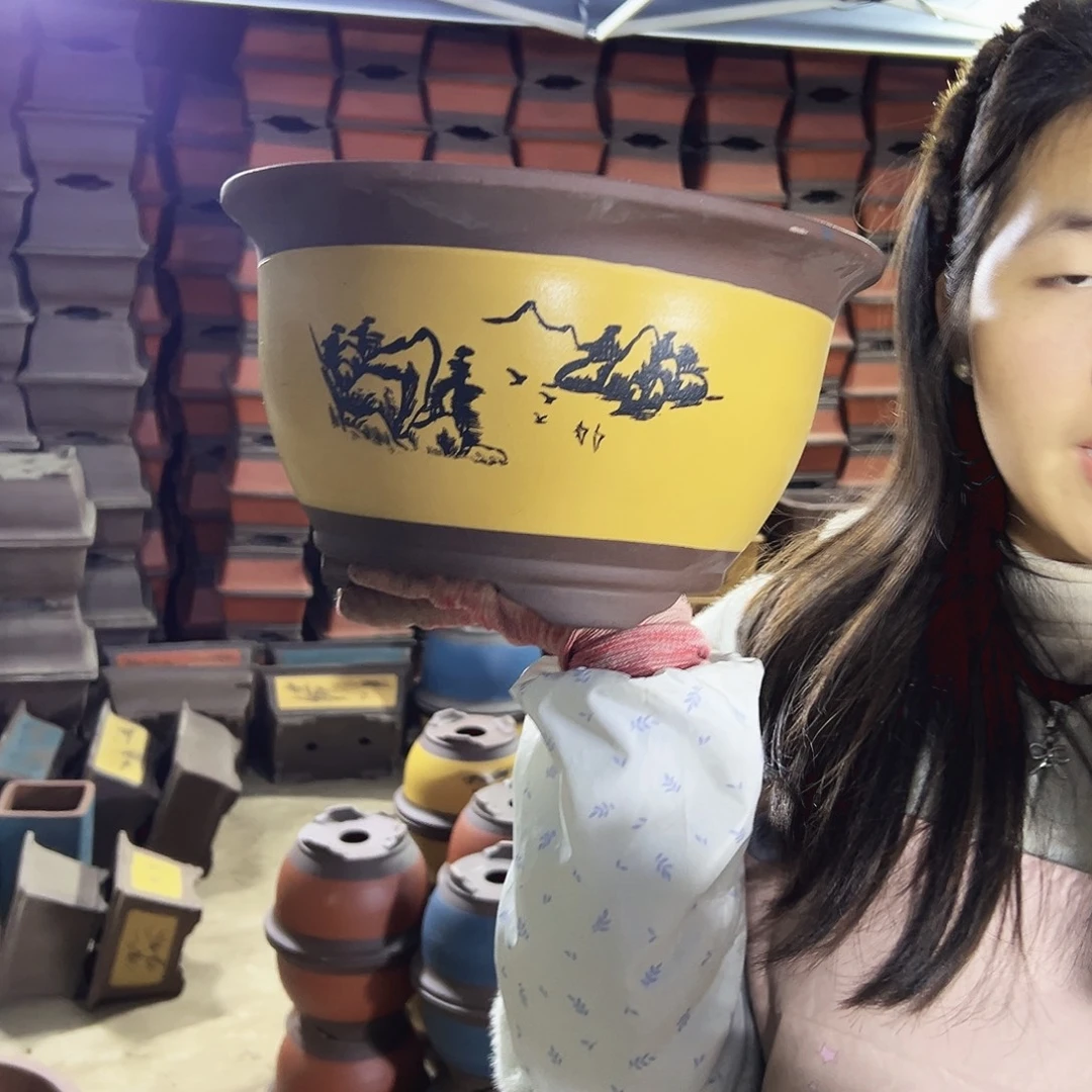 30黄色三角金钟花盆花盆