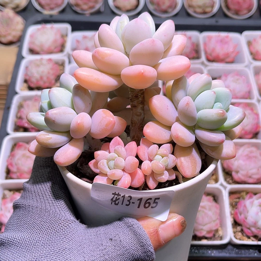 花13-165洛神群生