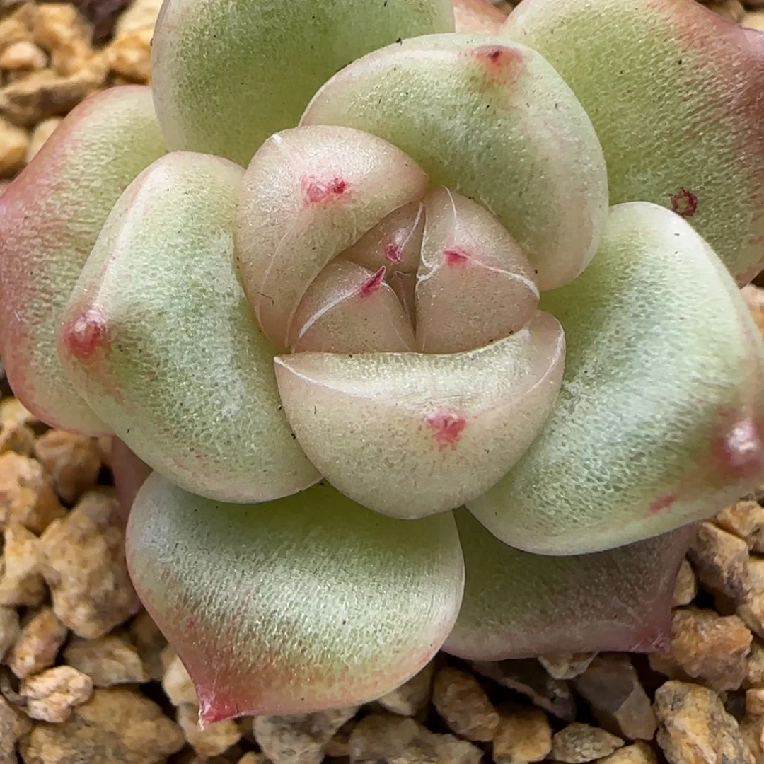 【满39包邮非偏远】787珍妮福利三公分