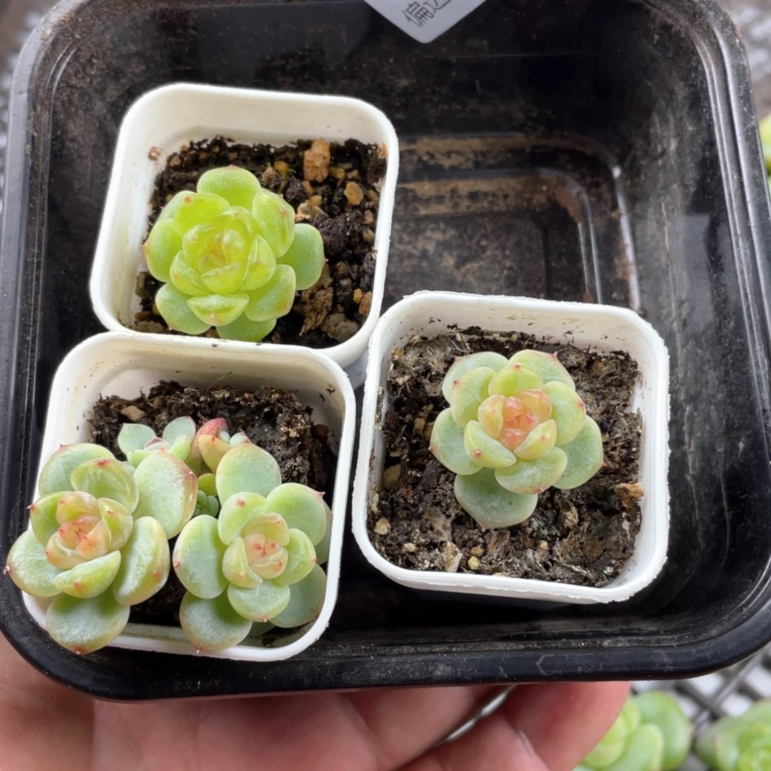 芬***h甜心混一物一拍375