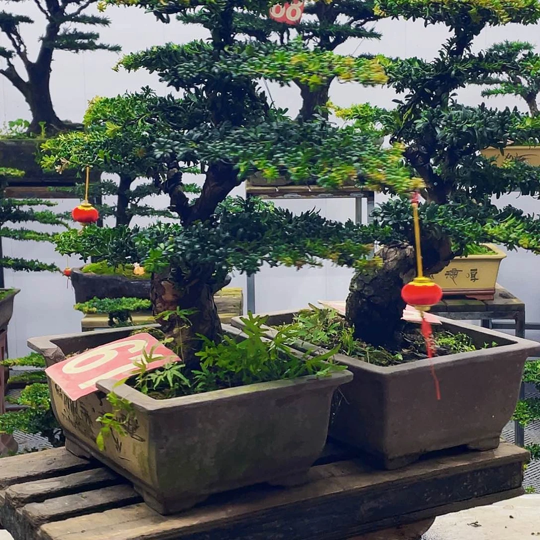 无花朵罗汉松红芽
