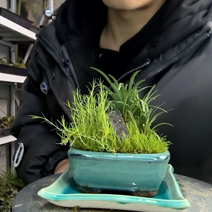 一***友小盆景小植物一物一拍35