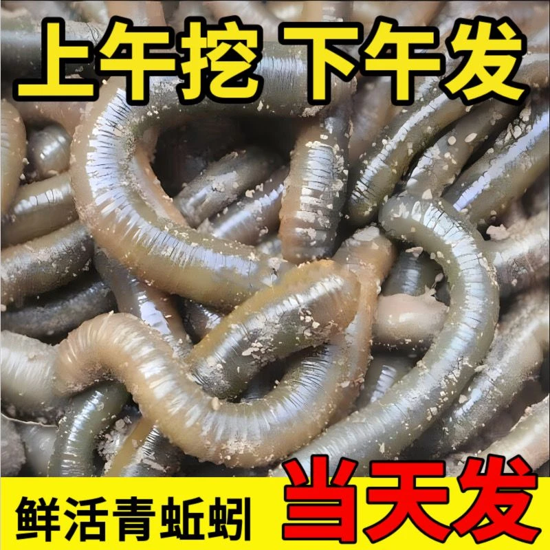 活体青蚯蚓鲜活黑蚯蚓钓黄鳝蚯蚓特大臭蚯蚓地龙松土蚯蚓钓鱼活饵