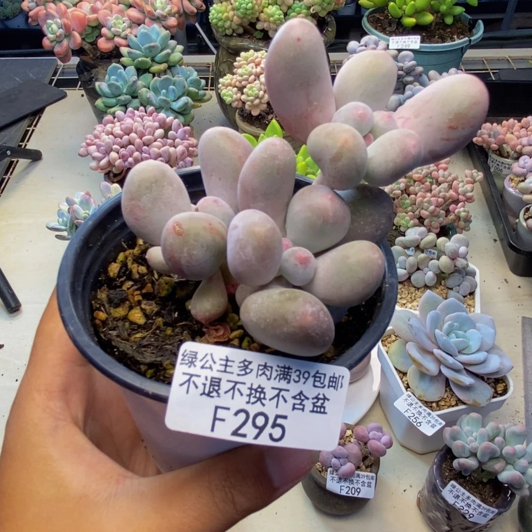 295米可奶多肉7c m