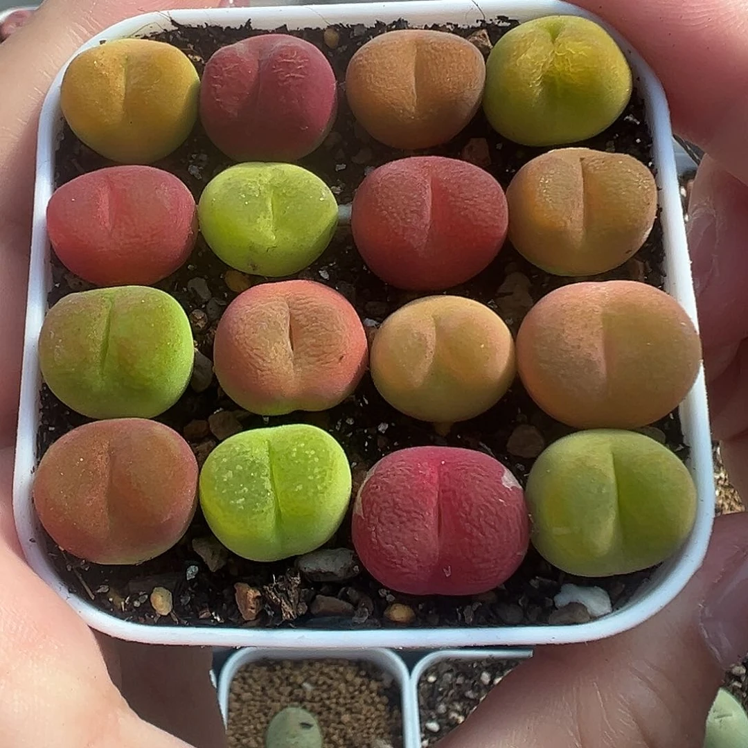 463彩色毛汉尼裸根发货