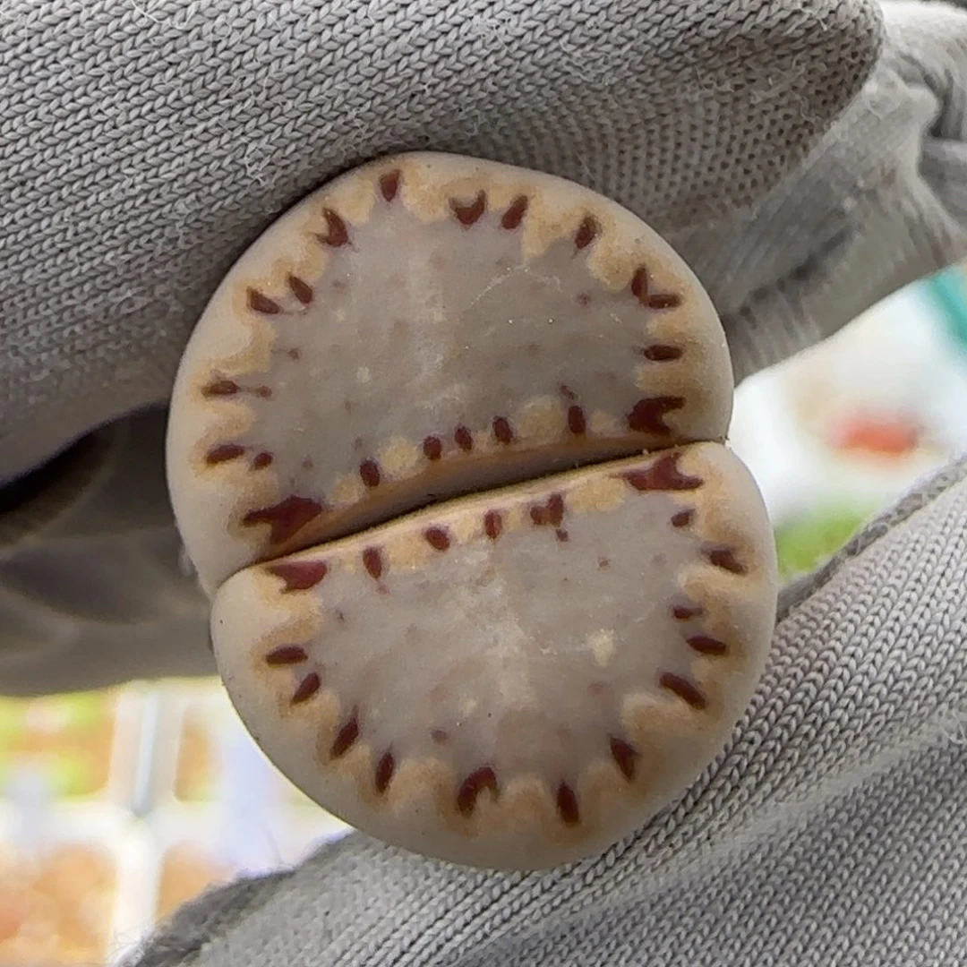 6.28。 .015。高。蓝色9049