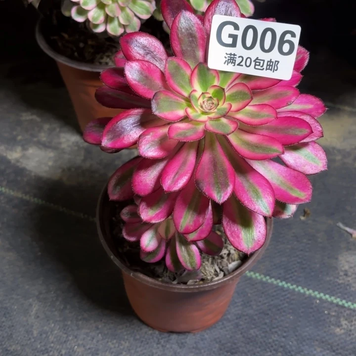 瑞妈一物一拍006有断枝