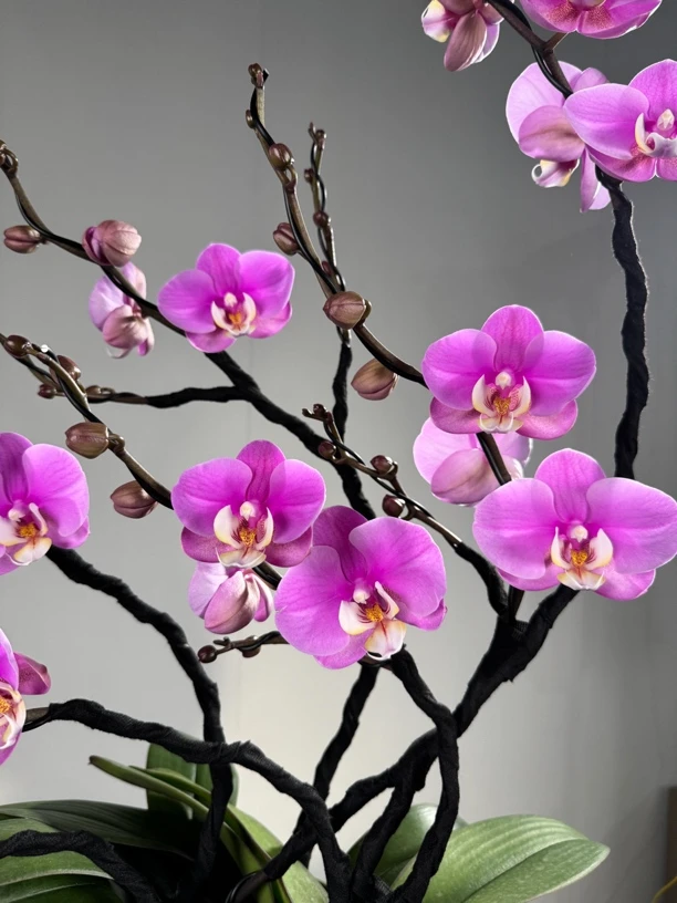 【698链接】蝴蝶兰盆景 一物一拍